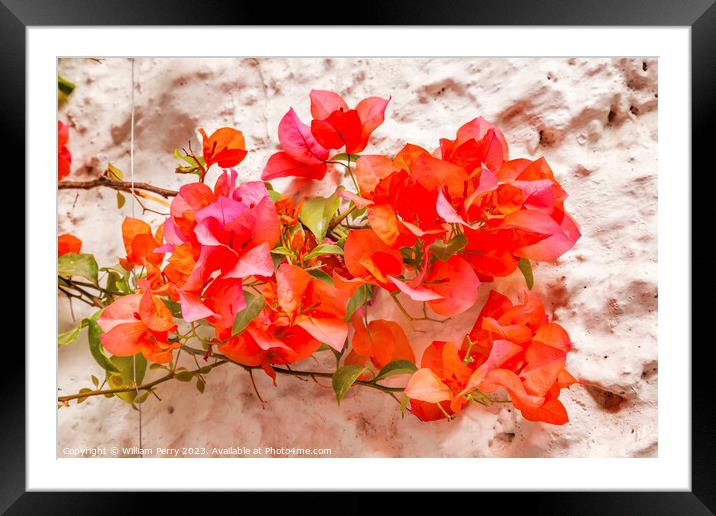 Orange Bougainvillea White Wall San Miguel de Allende Mexico Framed Mounted Print by William Perry