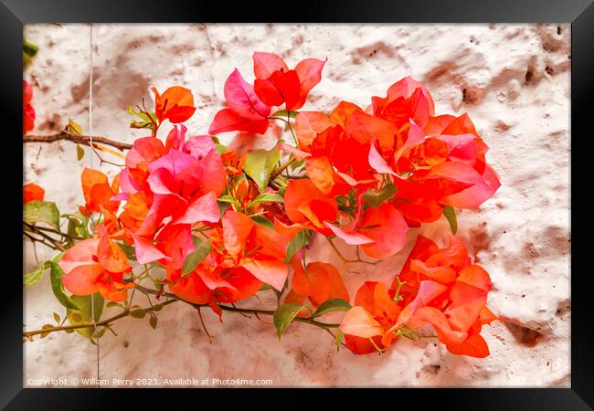 Orange Bougainvillea White Wall San Miguel de Allende Mexico Framed Print by William Perry
