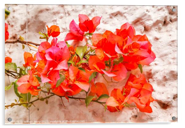 Orange Bougainvillea White Wall San Miguel de Allende Mexico Acrylic by William Perry