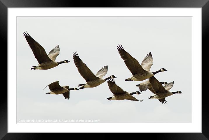 Canada Geese in Flight Framed Mounted Print by Tim O'Brien
