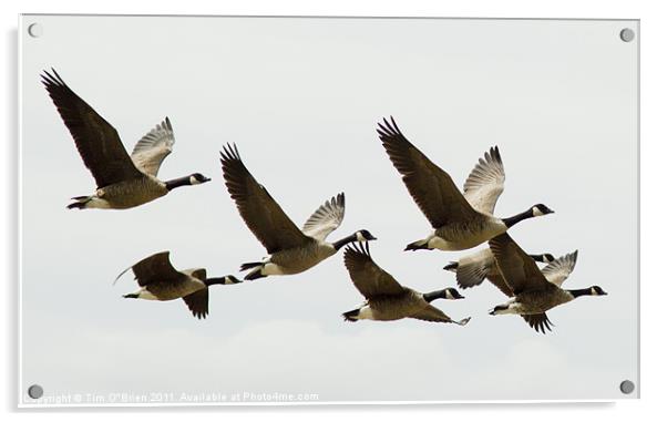 Canada Geese in Flight Acrylic by Tim O'Brien
