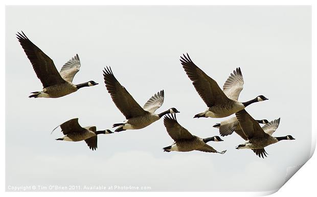 Canada Geese in Flight Print by Tim O'Brien