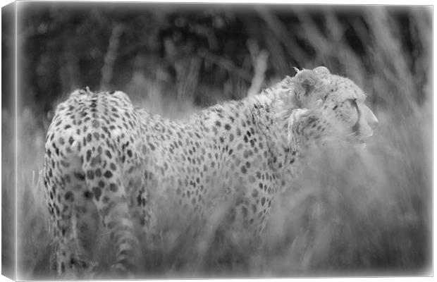 Asiatic Cheetah through the Grasses Canvas Print by Celtic Origins