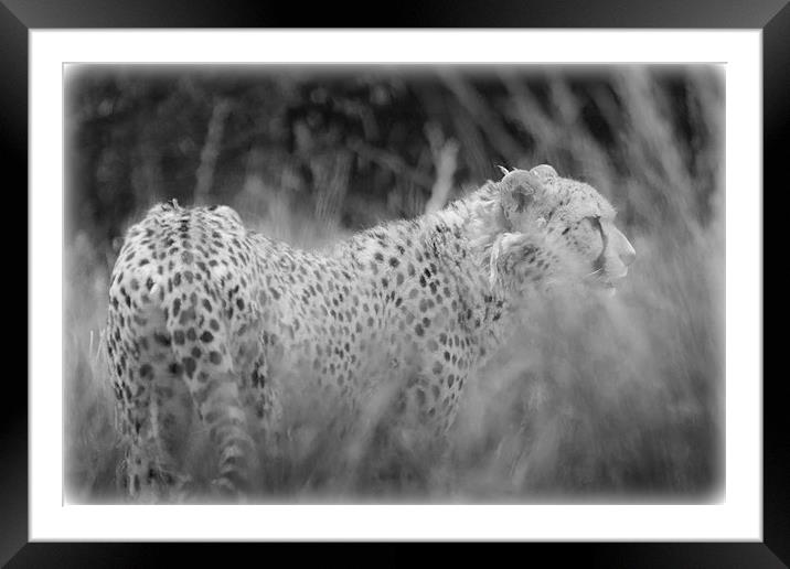 Asiatic Cheetah through the Grasses Framed Mounted Print by Celtic Origins