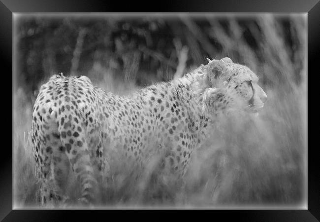 Asiatic Cheetah through the Grasses Framed Print by Celtic Origins