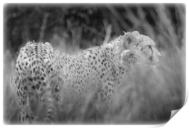 Asiatic Cheetah through the Grasses Print by Celtic Origins