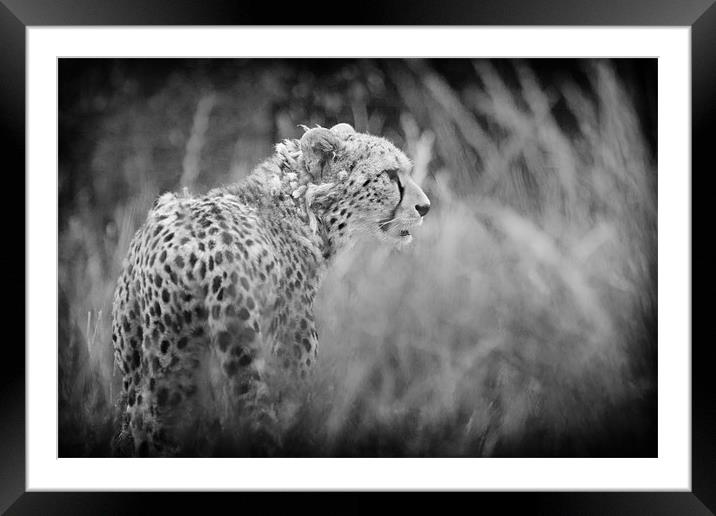 Asiatic Cheetah before the Hunt. Framed Mounted Print by Celtic Origins
