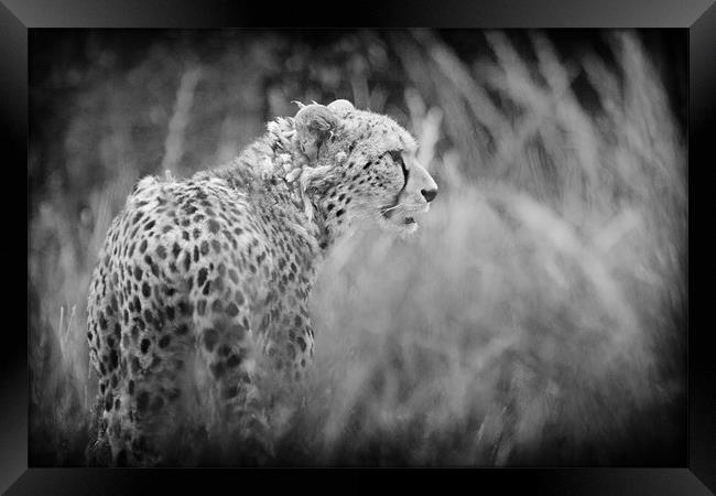 Asiatic Cheetah before the Hunt. Framed Print by Celtic Origins