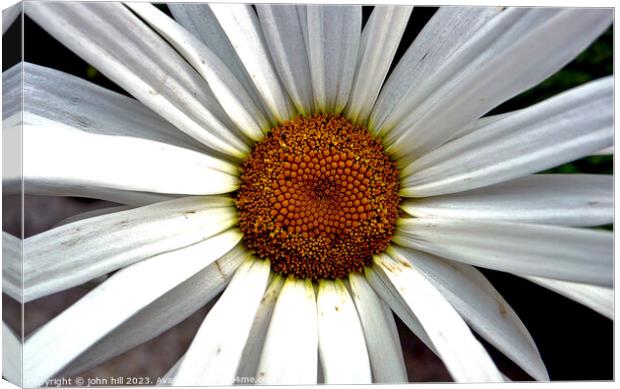 giant Daisy in close up Canvas Print by john hill