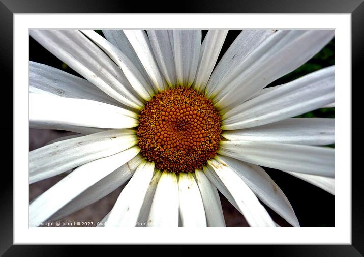 giant Daisy in close up Framed Mounted Print by john hill