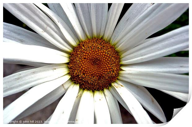 giant Daisy in close up Print by john hill