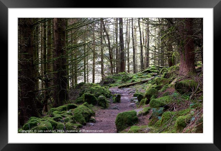 Moss covered forest Framed Mounted Print by Iain Lockhart