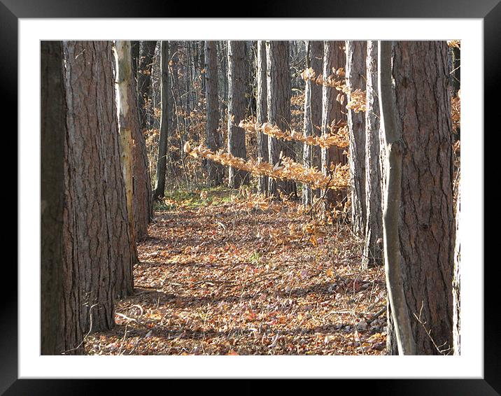 Pine Trees in a Row Framed Mounted Print by Rick Senita