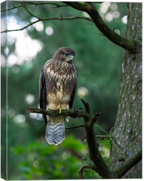 Common Buzzard Perched on a Tree Branch Canvas Print by Emma Dickson