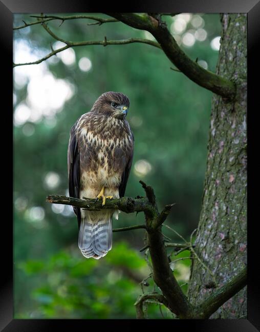 Common Buzzard Perched on a Tree Branch Framed Print by Emma Dickson