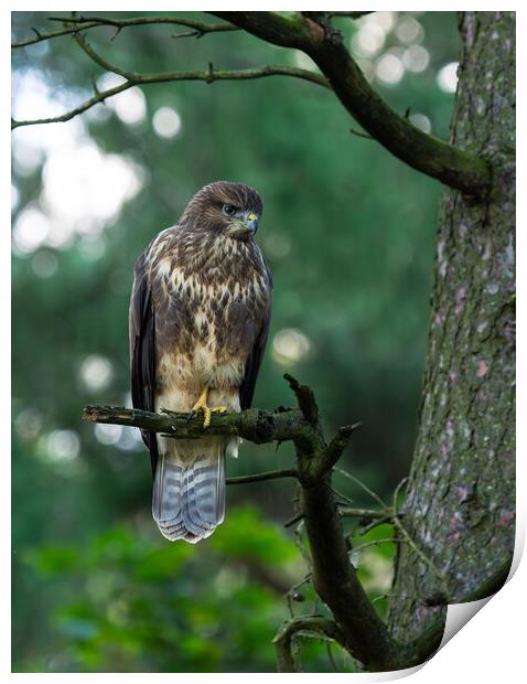 Common Buzzard Perched on a Tree Branch Print by Emma Dickson