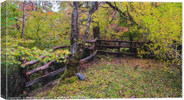 Celtic Rainforest in Snowdonia Wales panoramic Canvas Print by Pearl Bucknall