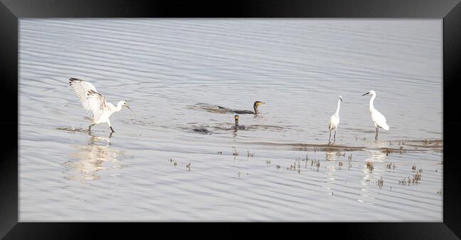 Spoonbill,Cormorants and Egrets Framed Print by kathy white