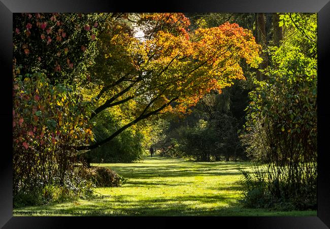 A woodland scene in the autumn sunshine Framed Print by Joy Walker
