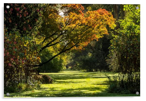 A woodland scene in the autumn sunshine Acrylic by Joy Walker