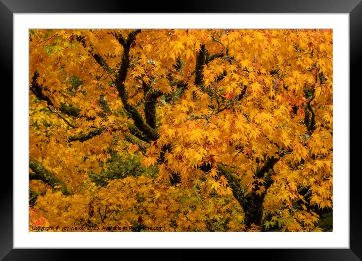 Yellow acer tree in its autumn colors Framed Mounted Print by Joy Walker