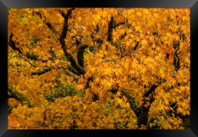 Yellow acer tree in its autumn colors Framed Print by Joy Walker