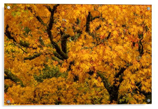 Yellow acer tree in its autumn colors Acrylic by Joy Walker