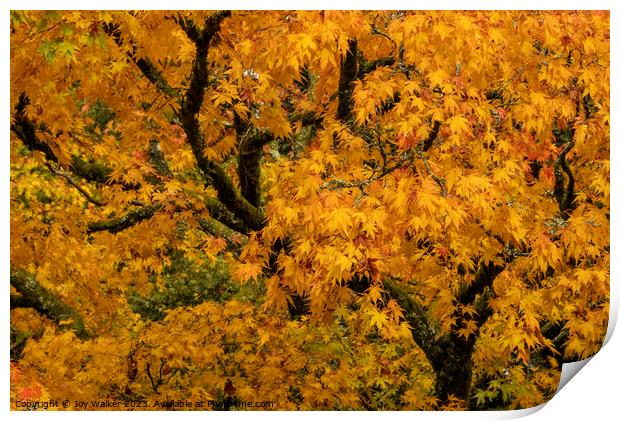 Yellow acer tree in its autumn colors Print by Joy Walker