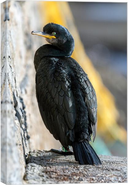 Cormorant at Burghead Harbour Canvas Print by Tom McPherson