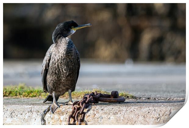 Cormorant at Burghead Harbour Print by Tom McPherson