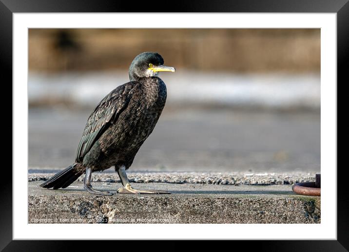Cormorant at Burghead Harbour Framed Mounted Print by Tom McPherson