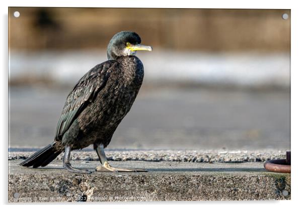 Cormorant at Burghead Harbour Acrylic by Tom McPherson