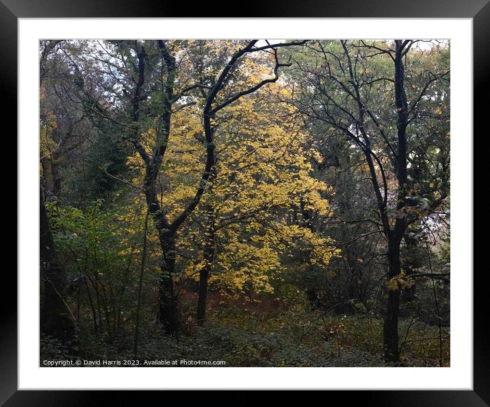 Autumn Colours Framed Mounted Print by David Harris