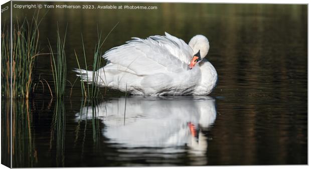 Beautiful swan on Loch of Blairs, Altyre Estate, Moray Canvas Print by Tom McPherson