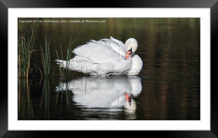 Beautiful swan on Loch of Blairs, Altyre Estate, Moray Framed Mounted Print by Tom McPherson