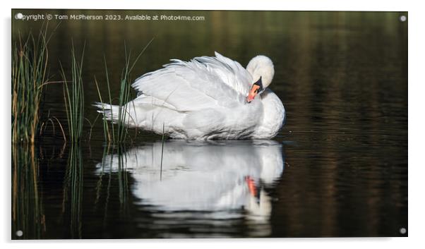 Beautiful swan on Loch of Blairs, Altyre Estate, Moray Acrylic by Tom McPherson