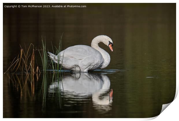 Mute swan on Loch of Blairs Print by Tom McPherson