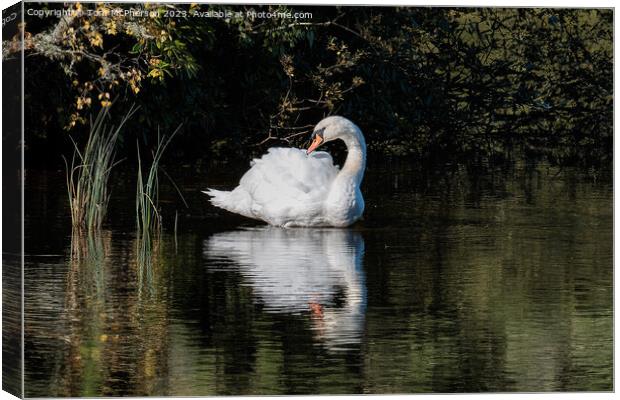 Beautiful swan on Loch  Canvas Print by Tom McPherson