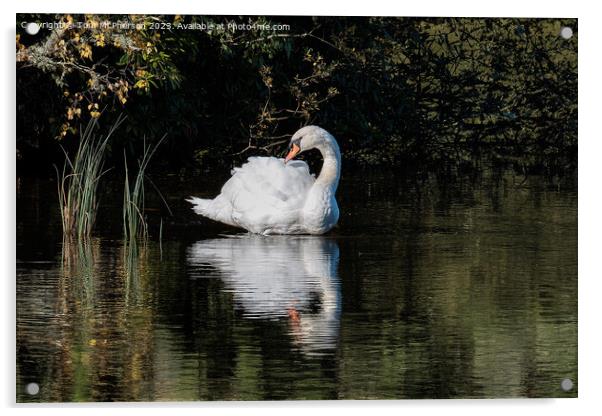 Beautiful swan on Loch  Acrylic by Tom McPherson