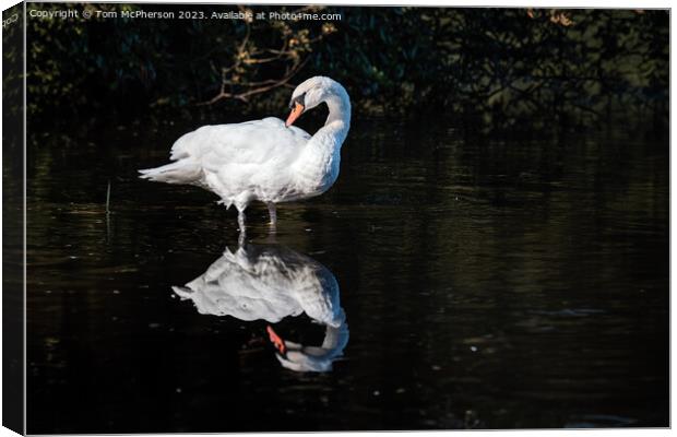 mute swan on Loch of Blairs Canvas Print by Tom McPherson