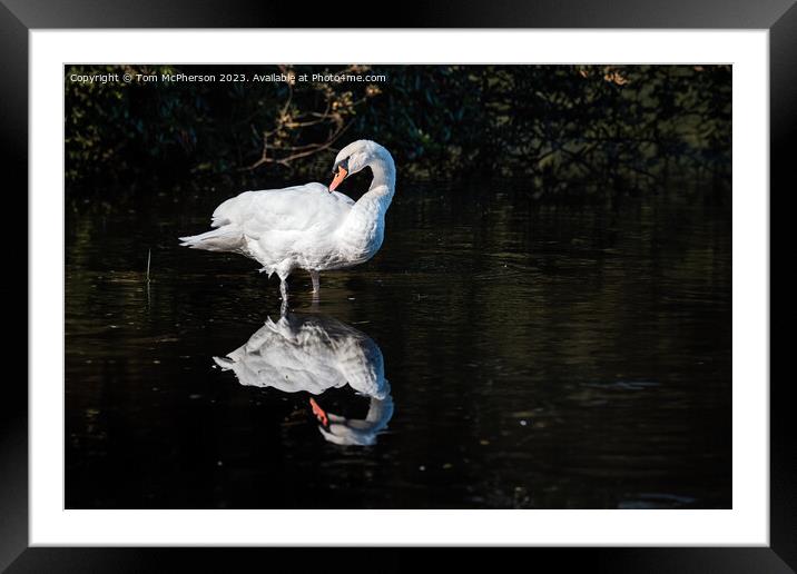 mute swan on Loch of Blairs Framed Mounted Print by Tom McPherson