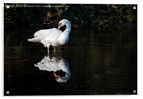 mute swan on Loch of Blairs Acrylic by Tom McPherson