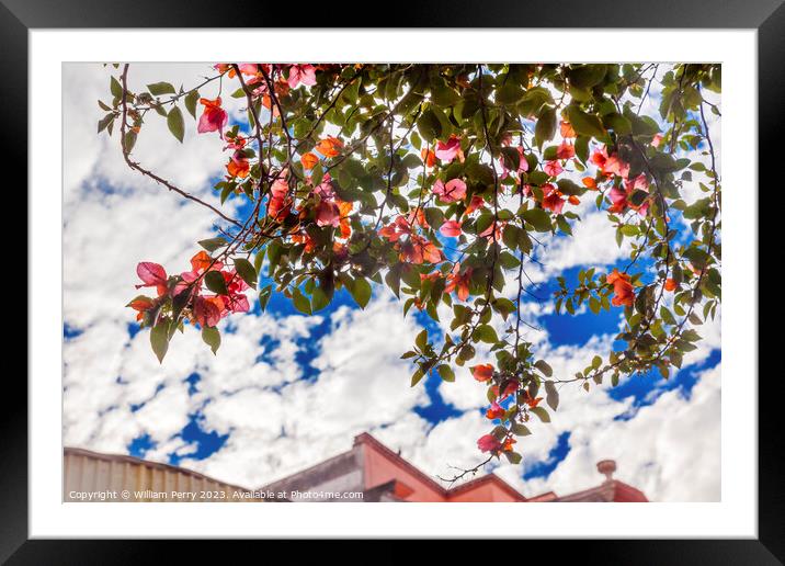 Pink Bougainvillea San Miguel de Allende Mexico Framed Mounted Print by William Perry