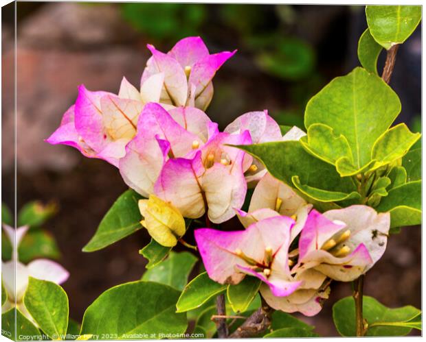 Pink White Bougainvillea Green Leaves San Miguel de Allende Mexi Canvas Print by William Perry