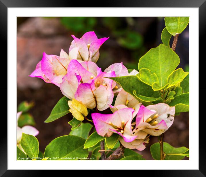 Pink White Bougainvillea Green Leaves San Miguel de Allende Mexi Framed Mounted Print by William Perry