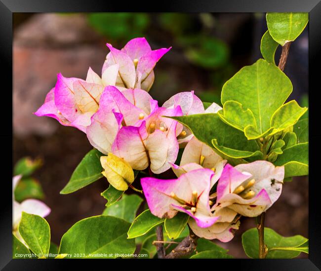 Pink White Bougainvillea Green Leaves San Miguel de Allende Mexi Framed Print by William Perry