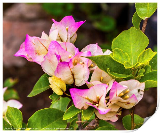 Pink White Bougainvillea Green Leaves San Miguel de Allende Mexi Print by William Perry