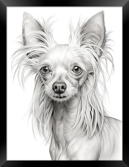 Chinese Crested Pencil Drawing Framed Print by K9 Art