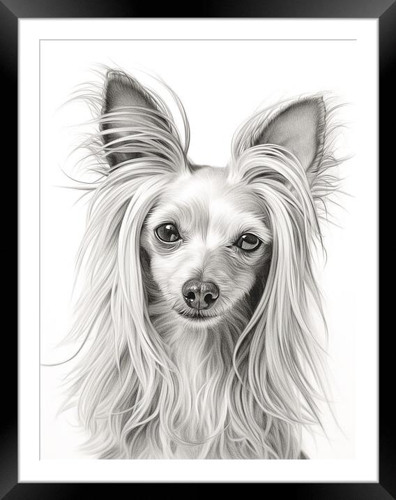 Chinese Crested Pencil Drawing Framed Mounted Print by K9 Art