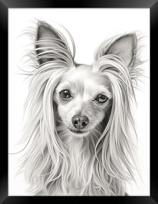 Chinese Crested Pencil Drawing Framed Print by K9 Art